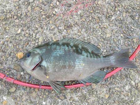グレ&夜の大サバ釣り