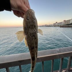 初めてのマゴチ?