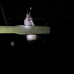 ウリボウも厳しい