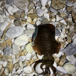 アオリイカ釣り