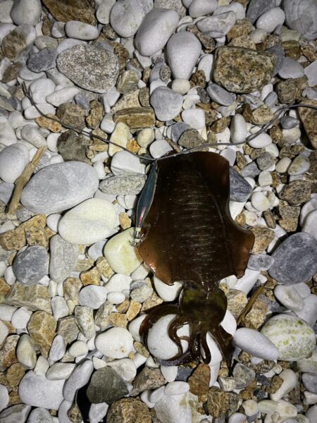 アオリイカ釣り