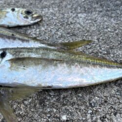 今日もアジ釣り
