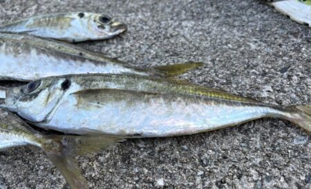 今日もアジ釣り
