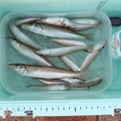 久々のキス釣り