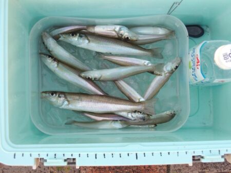 久々のキス釣り