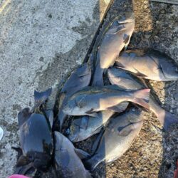 和歌山市江(吉丸渡船)でグレ釣り