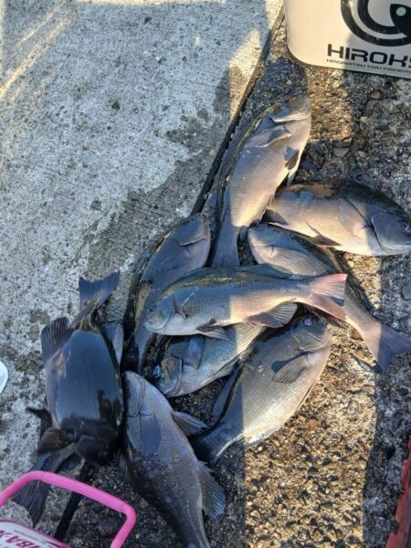 和歌山市江(吉丸渡船)でグレ釣り