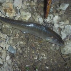 10月の淡水魚釣行