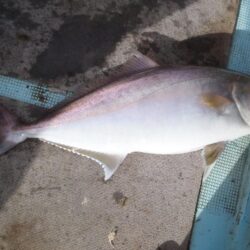 落とし込みで青物狙い