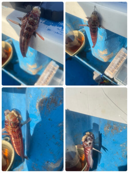 相模湾　カワハギ今シーズン初釣行