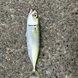 外道三昧