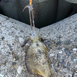 夜勤前に明日の夜のおかず釣り