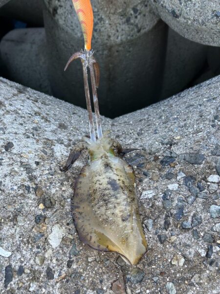 夜勤前に明日の夜のおかず釣り