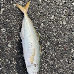 鳥を取って、魚を釣って行くゥ5th