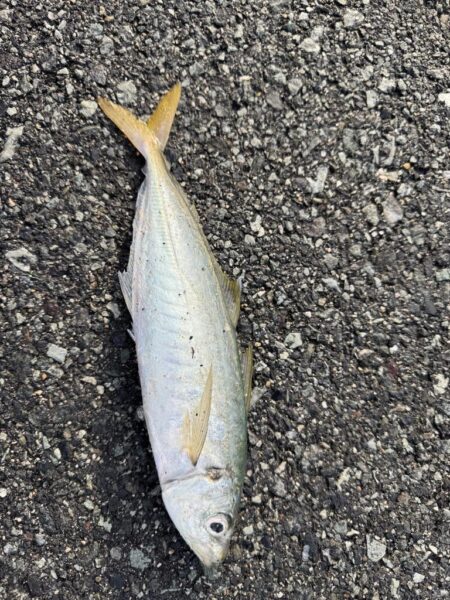 鳥を取って、魚を釣って行くｩ5th