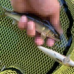 アユイング終盤戦は絶好調スタート！(北茨城市)