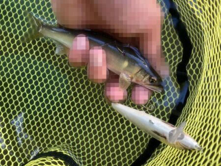 アユイング終盤戦は絶好調スタート！(北茨城市)
