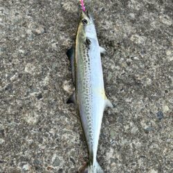 釣れました^_^
