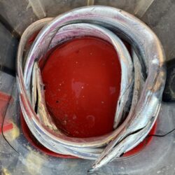 朝マズメの太刀魚釣りで4匹GET