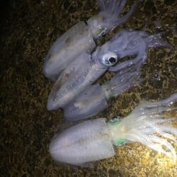 潮止まりエギング