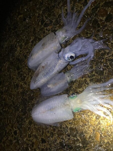 潮止まりエギング