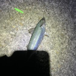 2年ぶり?3年ぶり?の
