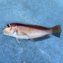 アマダイ釣り