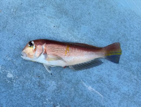 アマダイ釣り