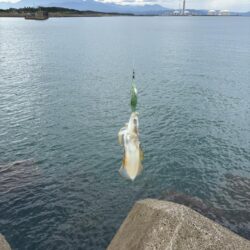 昼間エギング