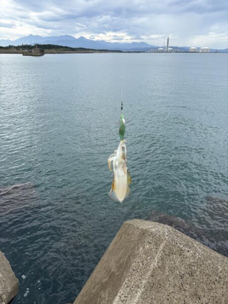 昼間エギング