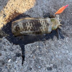 タチウオのはずが