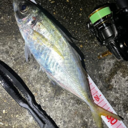短時間釣行
