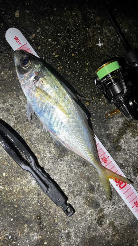 短時間釣行
