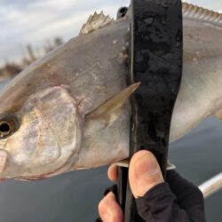 初魚種