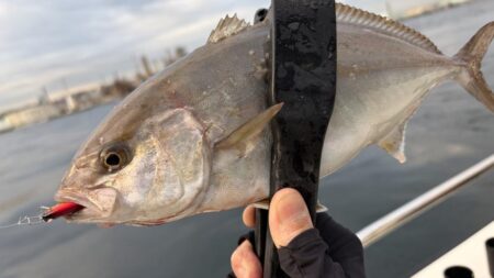 初魚種