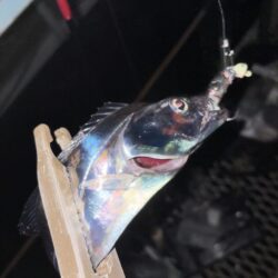 小島養魚場でタチウオ