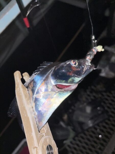 小島養魚場でタチウオ