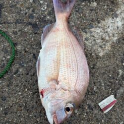 根魚