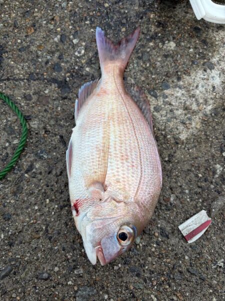 根魚