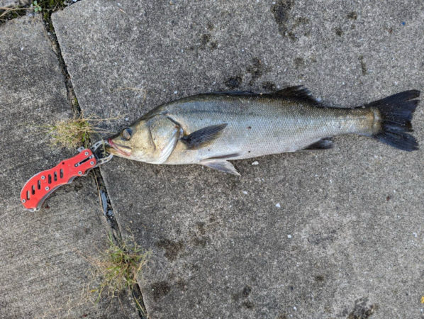 雨が降る前にエビ撒きでセイゴ釣れました