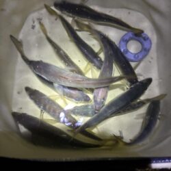 釣れました