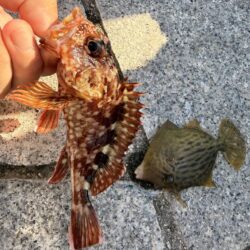 翼港でカワハギ狙い