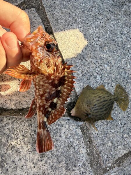 翼港でカワハギ狙い