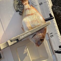 久しぶりのキス釣り