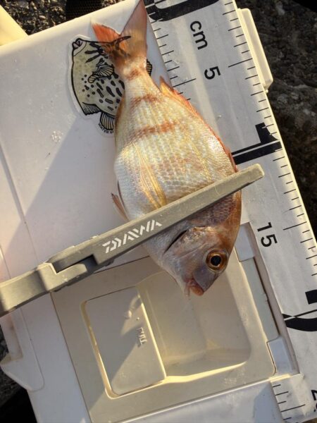 久しぶりのキス釣り