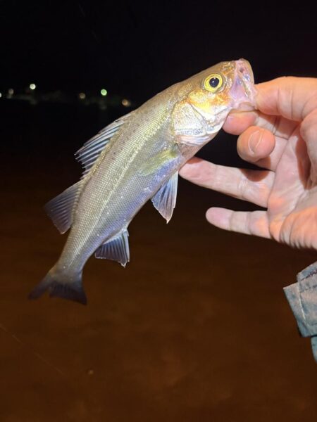 久々のアジング釣査