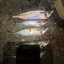 大サバ釣れすぎ注意