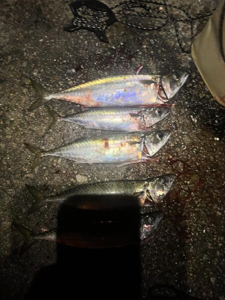 大サバ釣れすぎ注意