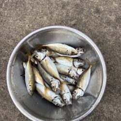サビキでアジ、サバ好調です!