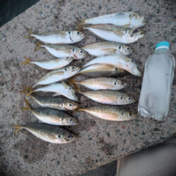 鳥を取って、魚を釣って行くｩ 6th